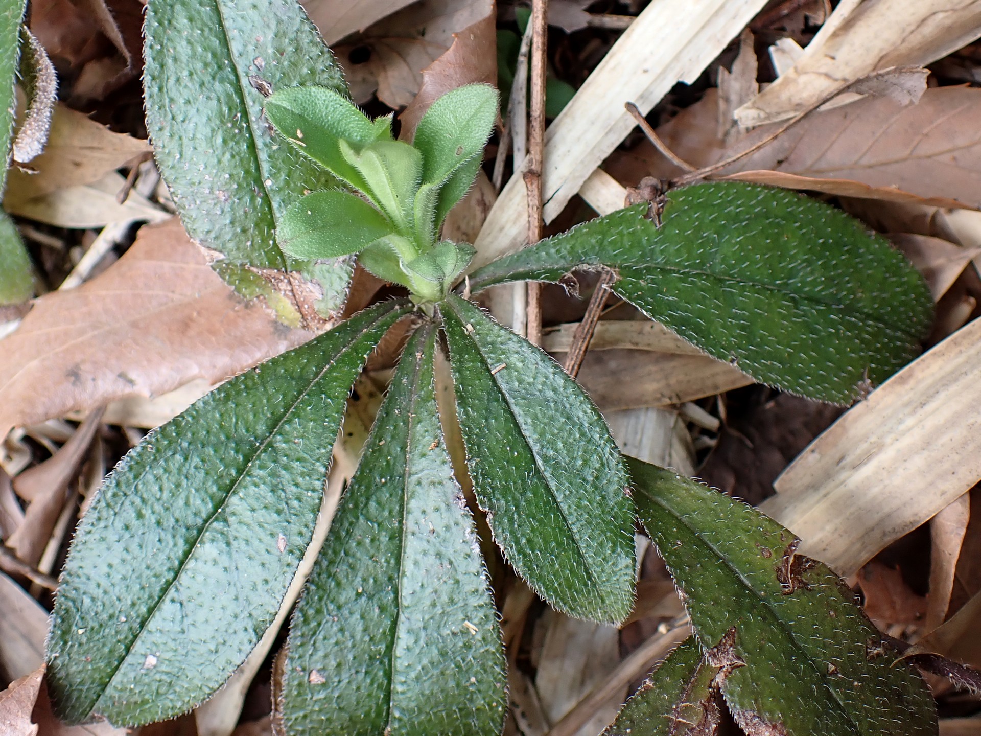 ホタルカズラ の写真です。横浜市で、2025年3月25日に撮影したものです。