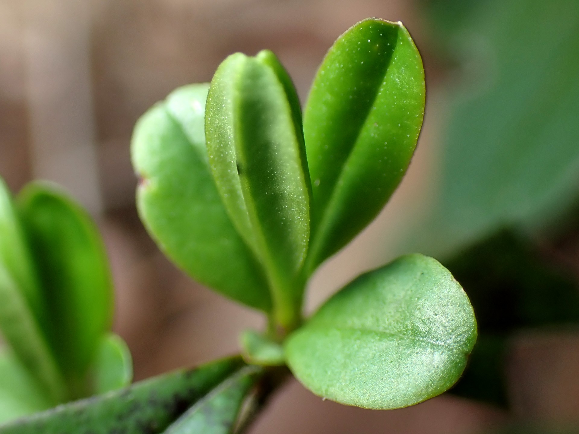 ホタルカズラ の写真です。横浜市で、2025年3月25日に撮影したものです。