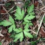 イチリンソウ の写真です。横浜市で、2025年3月25日に撮影したものです。