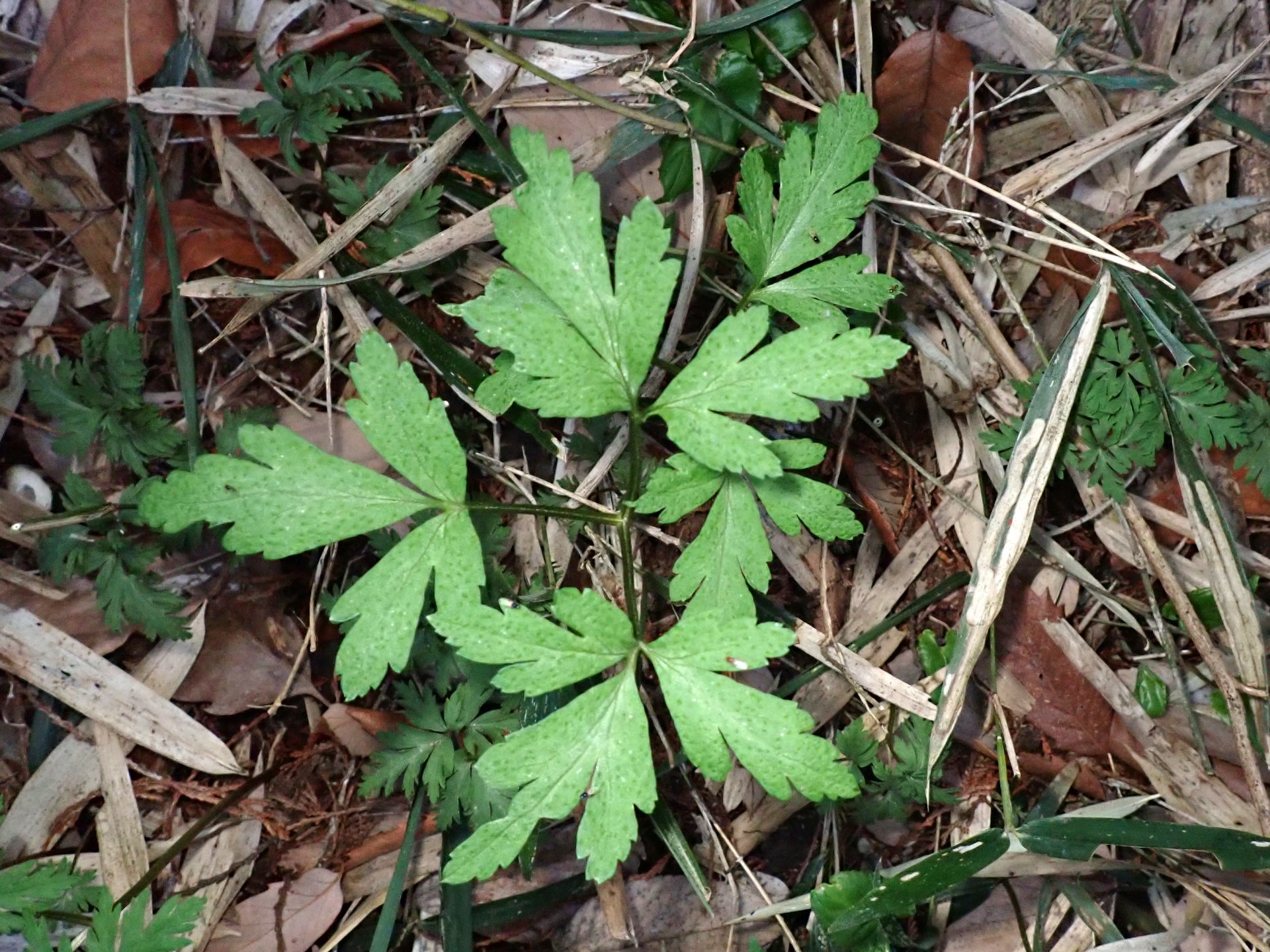 イチリンソウ の写真です。横浜市で、2025年3月25日に撮影したものです。