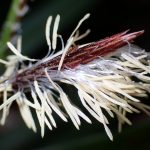 カンスゲの仲間 の高画質写真です。横浜市で、2025年3月13日に撮影したものです。