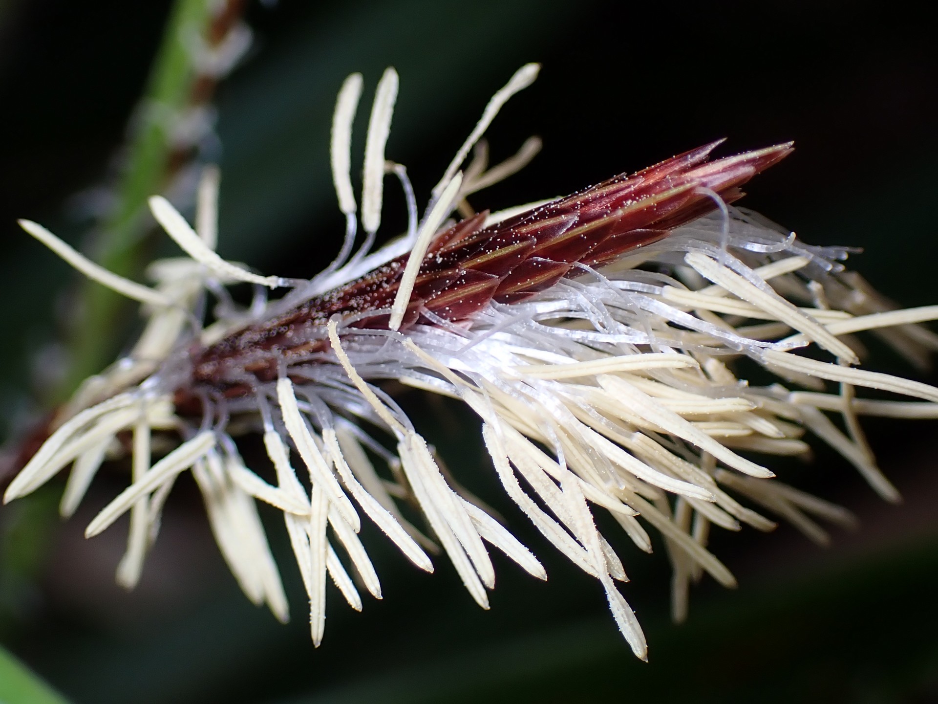 カンスゲの仲間 の高画質写真です。横浜市で、2025年3月13日に撮影したものです。