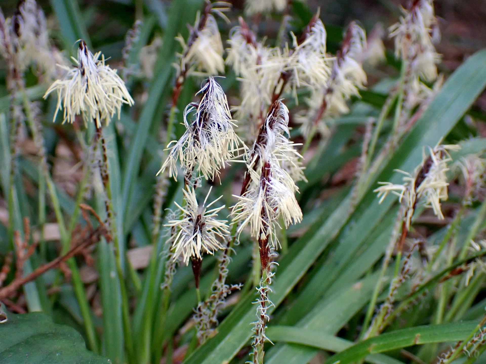 カンスゲの仲間 の高画質写真です。横浜市で、2025年3月13日に撮影したものです。