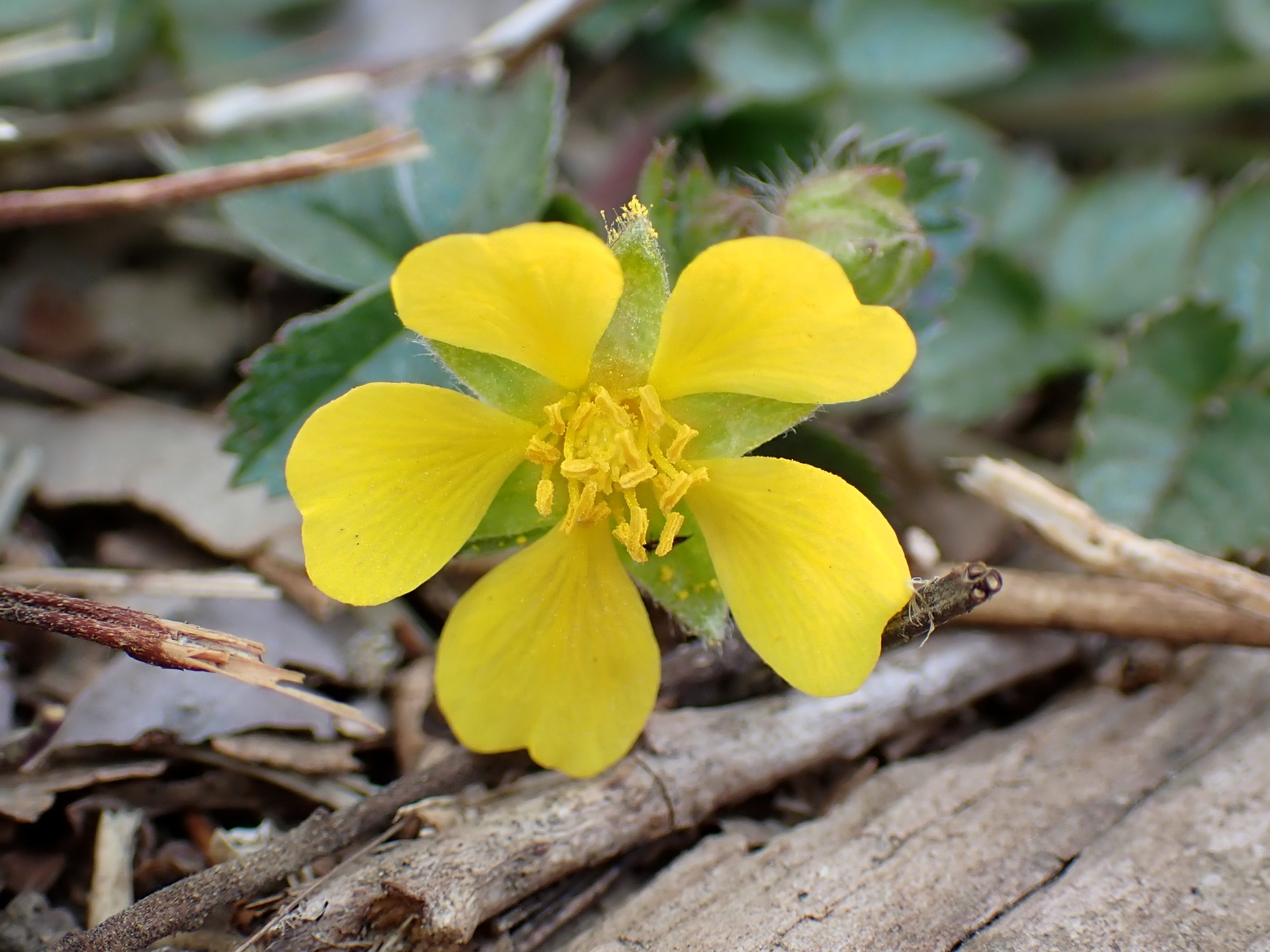 キジムシロ の高画質写真です。横浜市で、2025年3月1日に撮影したものです。