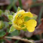 キジムシロ の高画質写真です。横浜市で、2025年3月12日に撮影したものです。