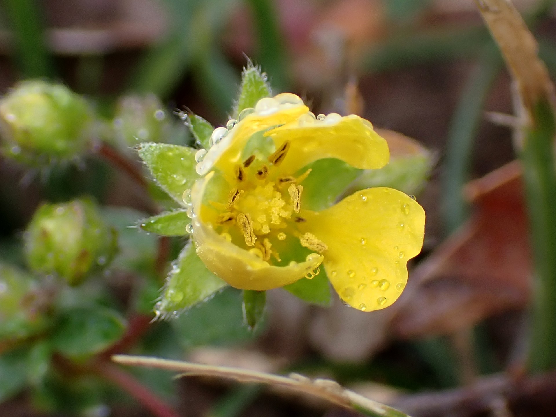 キジムシロ の高画質写真です。横浜市で、2025年3月12日に撮影したものです。