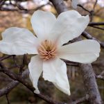 コブシ の写真です。横浜市で、2025年3月25日に撮影したものです。