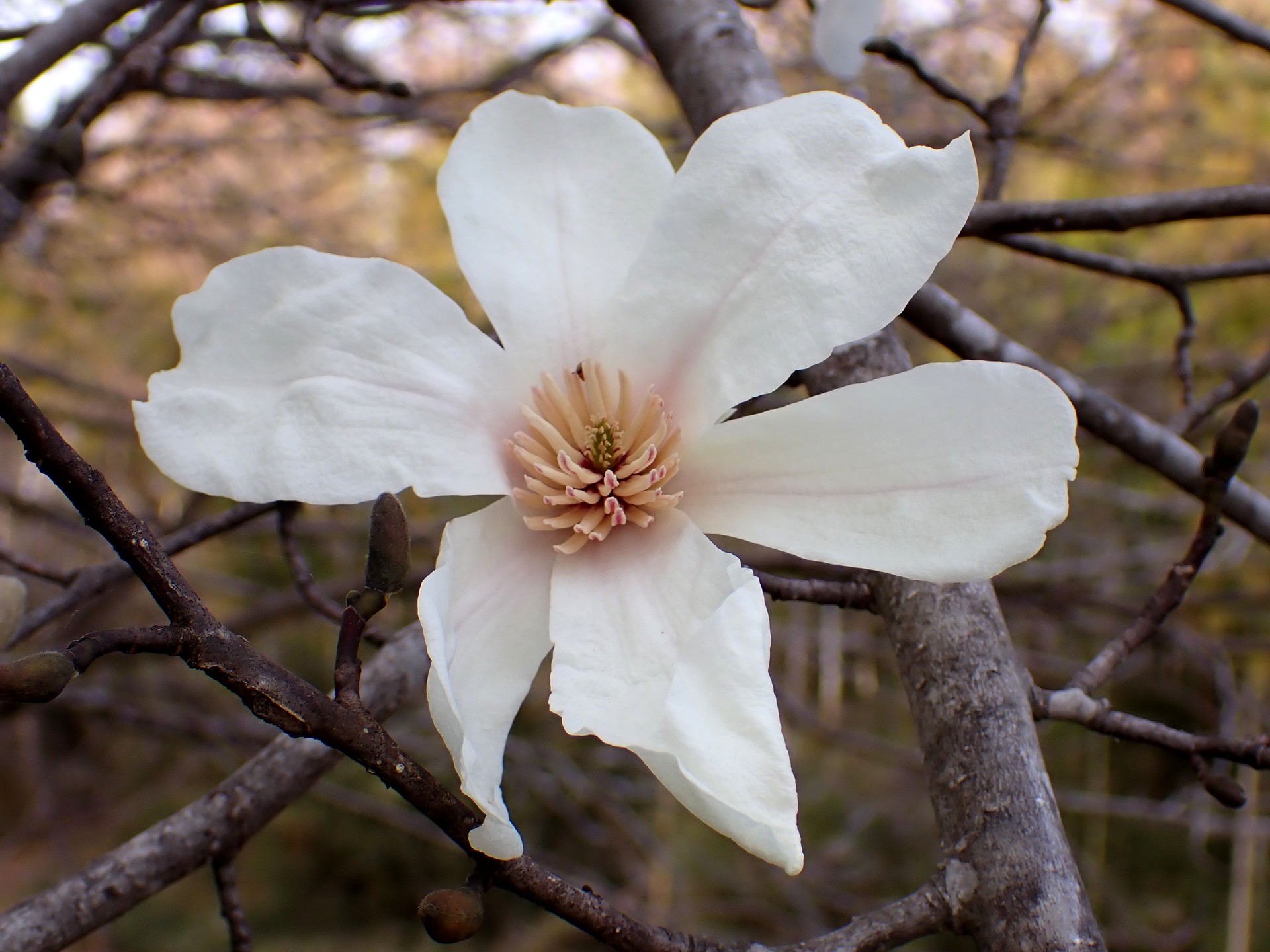コブシ の写真です。横浜市で、2025年3月25日に撮影したものです。