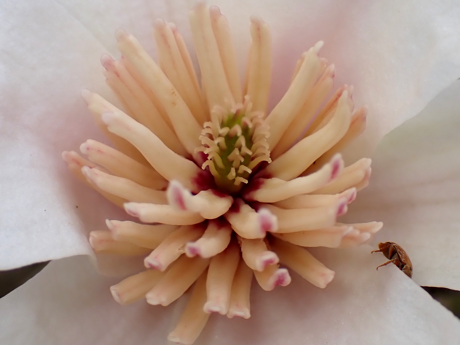 コブシ の写真です。横浜市で、2025年3月25日に撮影したものです。