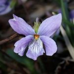 コスミレ の高画質写真です。横浜市で、2025年3月9日に撮影したものです。