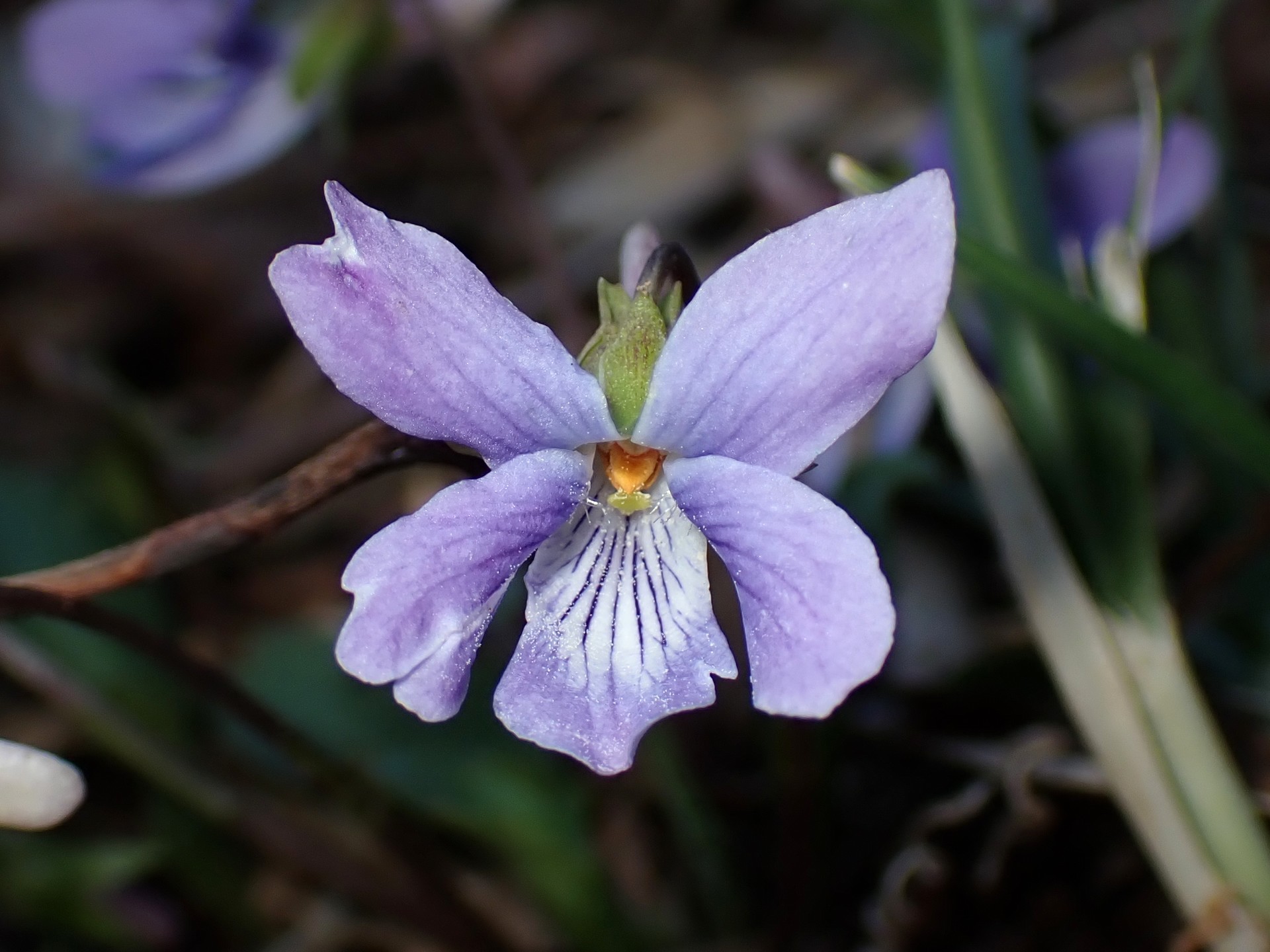 コスミレ の高画質写真です。横浜市で、2025年3月9日に撮影したものです。
