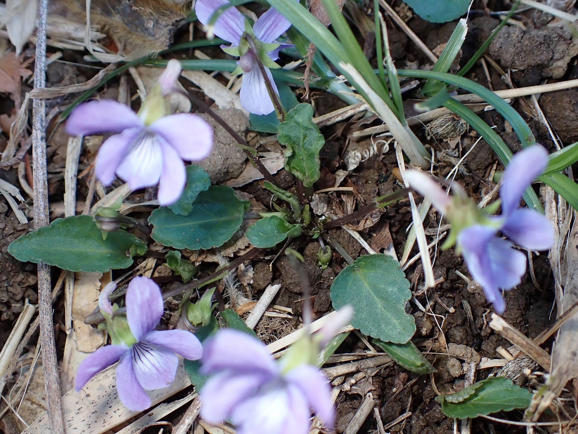 コスミレ の高画質写真です。横浜市で、2025年3月9日に撮影したものです。