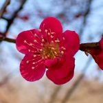 コウバイ の高画質写真です。横浜市で、2025年3月9日に撮影したものです。