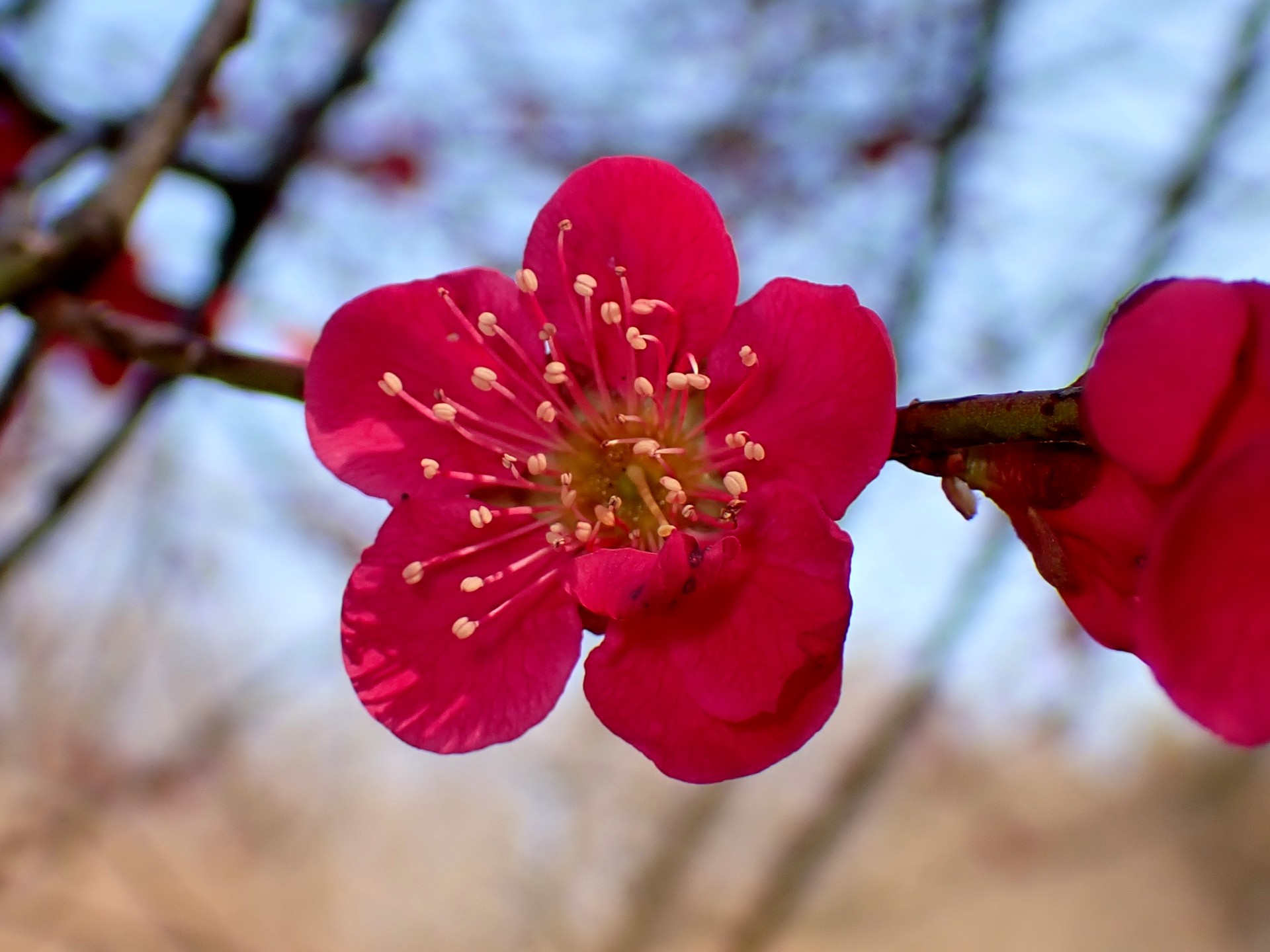 コウバイ の高画質写真です。横浜市で、2025年3月9日に撮影したものです。