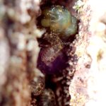 クヌギカメムシ の高画質写真です。横浜市で、2025年3月6日に撮影したものです。