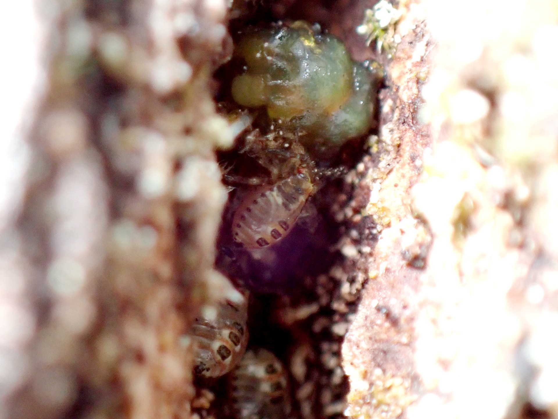 クヌギカメムシ の高画質写真です。横浜市で、2025年3月6日に撮影したものです。