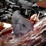 クロコノマチョウ の写真です。横浜市で、2025年3月22日に撮影したものです。