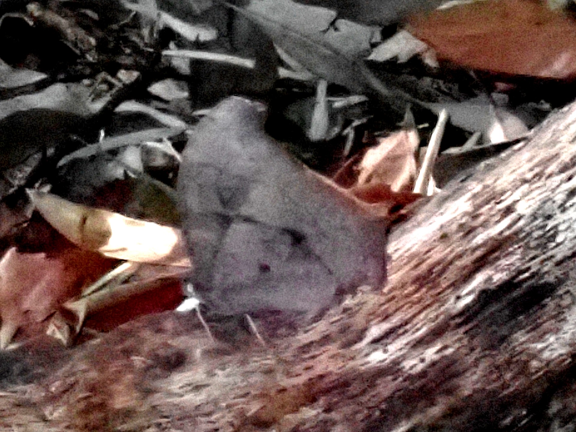 クロコノマチョウ の写真です。横浜市で、2025年3月22日に撮影したものです。