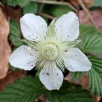 クサイチゴ の写真です。横浜市で、2025年3月25日に撮影したものです。