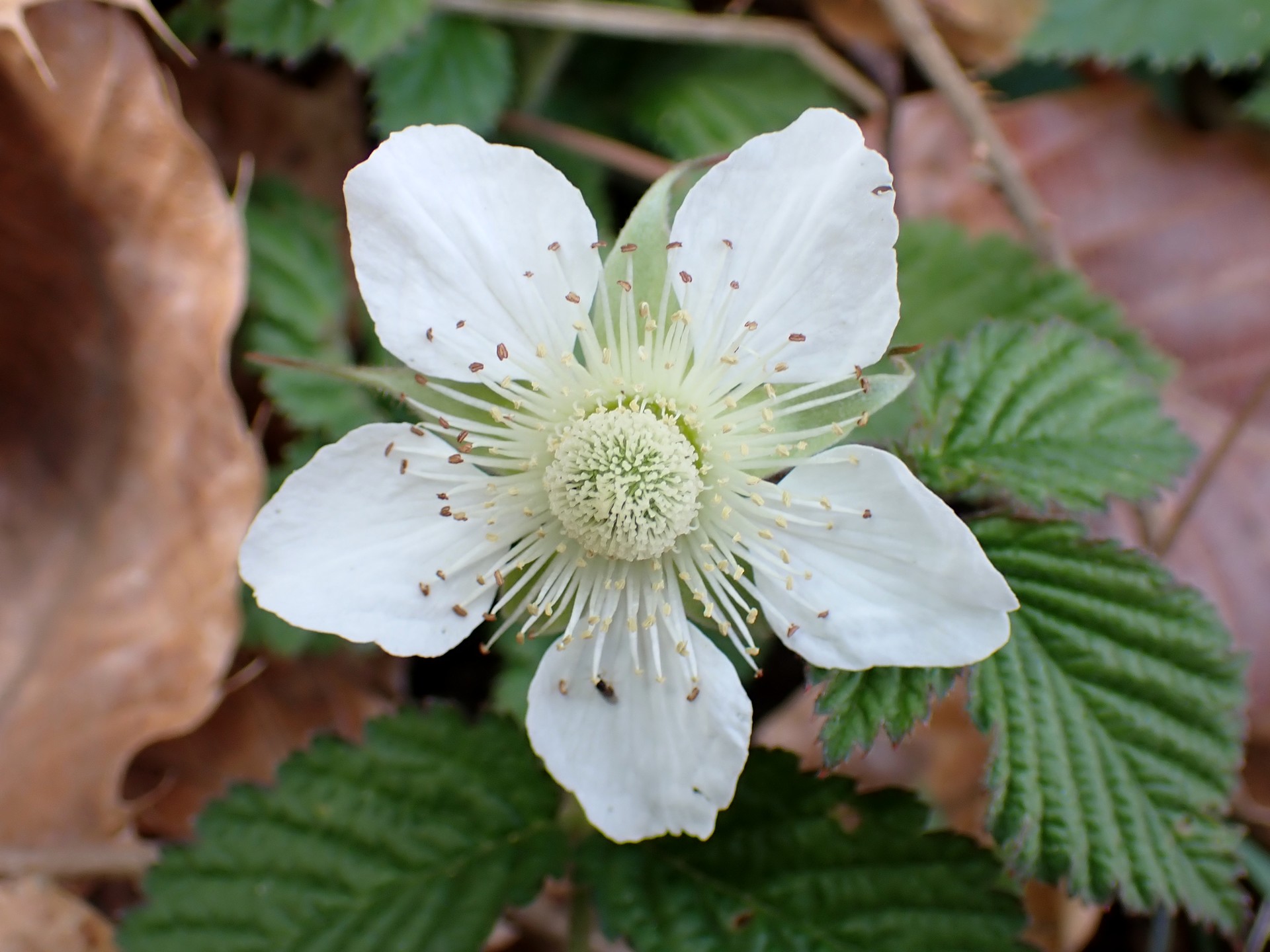 クサイチゴ の写真です。横浜市で、2025年3月25日に撮影したものです。