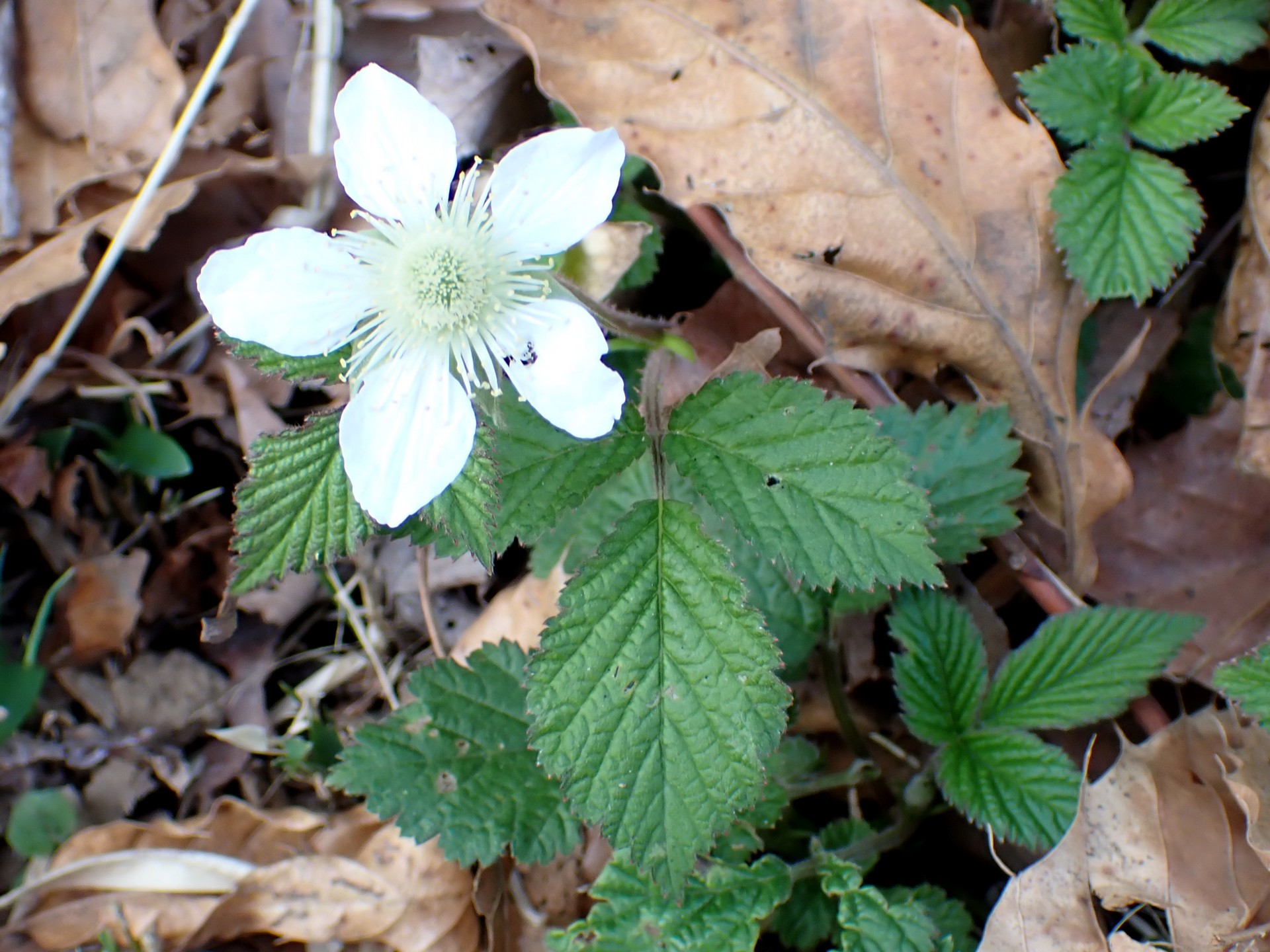 クサイチゴ の写真です。横浜市で、2025年3月25日に撮影したものです。