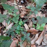 ムラサキニガナ の写真です。横浜市で、2025年3月25日に撮影したものです。