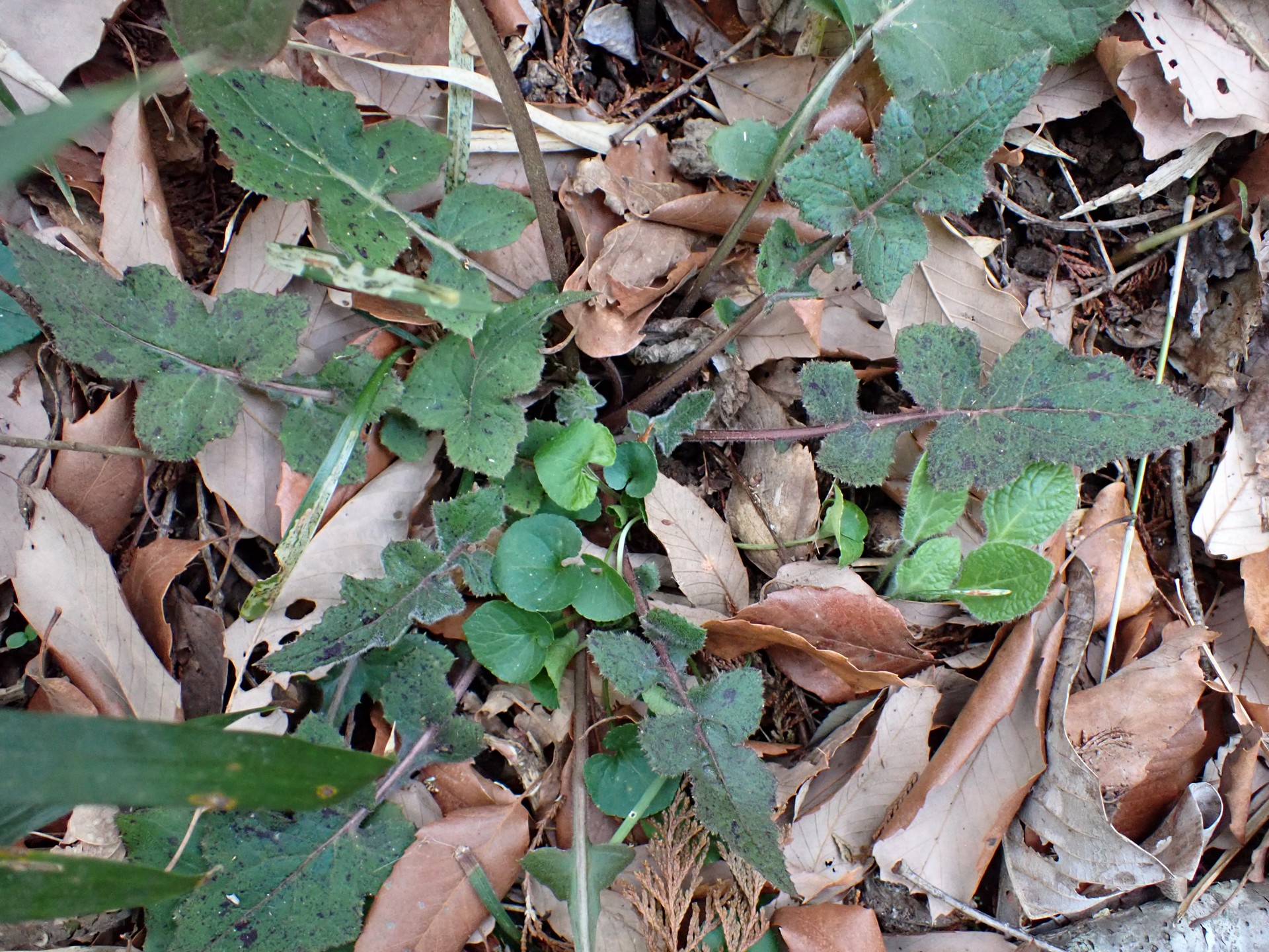 ムラサキニガナ の写真です。横浜市で、2025年3月25日に撮影したものです。