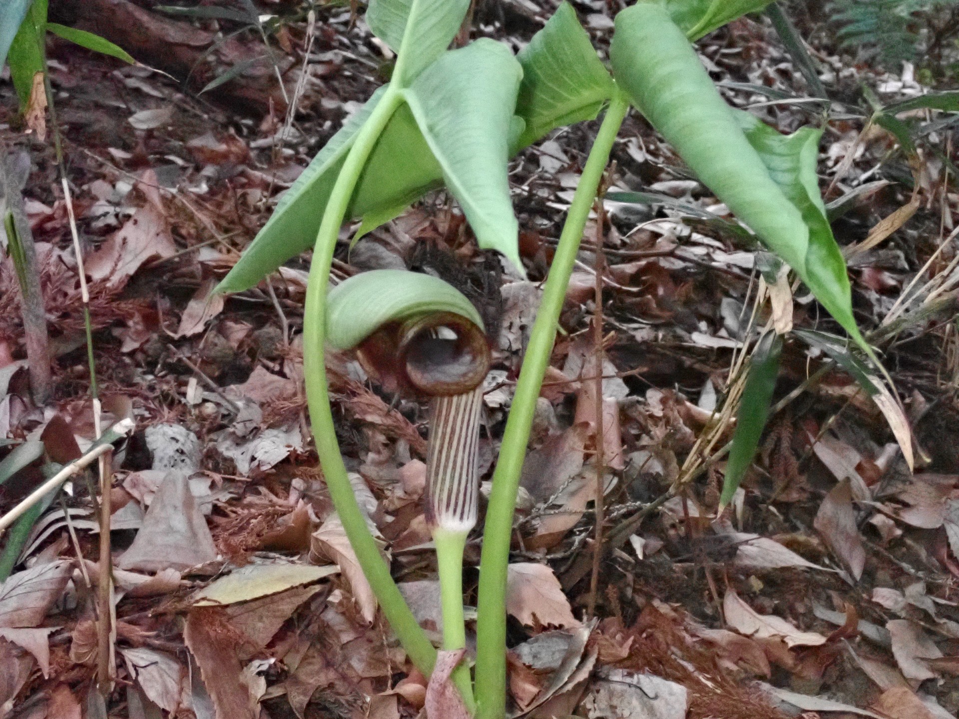 ムサシアブミ の写真です。横浜市で、2025年3月25日に撮影したものです。