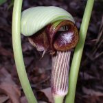 ムサシアブミ の写真です。横浜市で、2025年3月25日に撮影したものです。