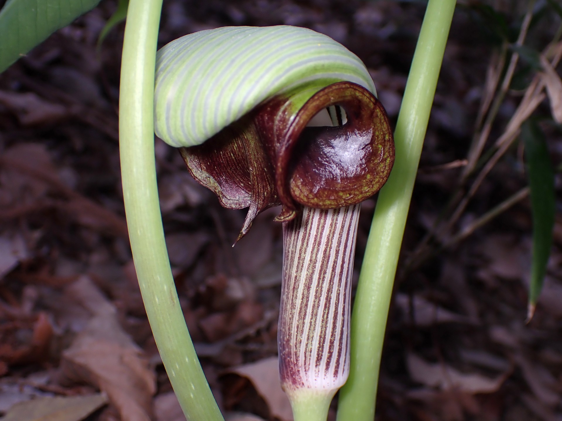 ムサシアブミ の写真です。横浜市で、2025年3月25日に撮影したものです。
