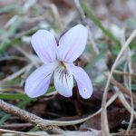 ナガバノスミレサイシン の高画質写真です。横浜市で、2025年3月17日に撮影したものです。