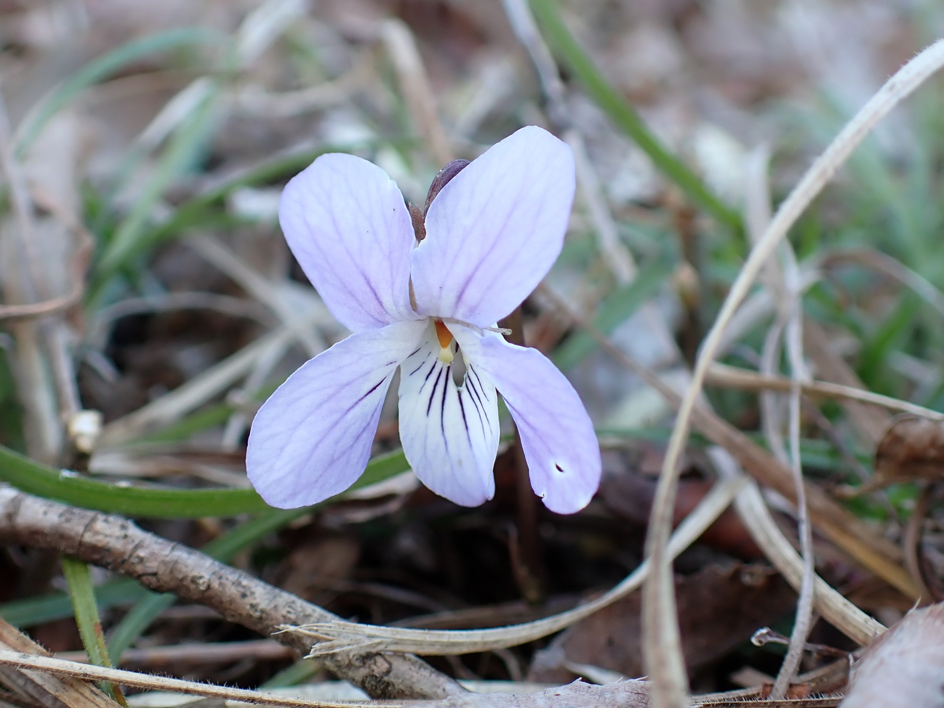 ナガバノスミレサイシン の高画質写真です。横浜市で、2025年3月17日に撮影したものです。