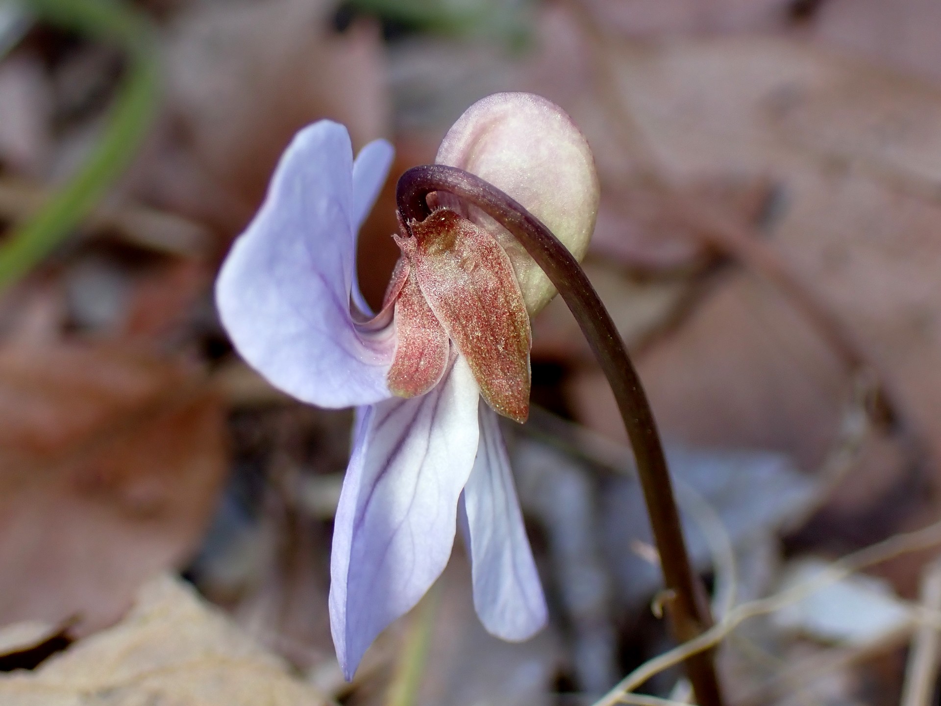 ナガバノスミレサイシン の高画質写真です。横浜市で、2025年3月17日に撮影したものです。