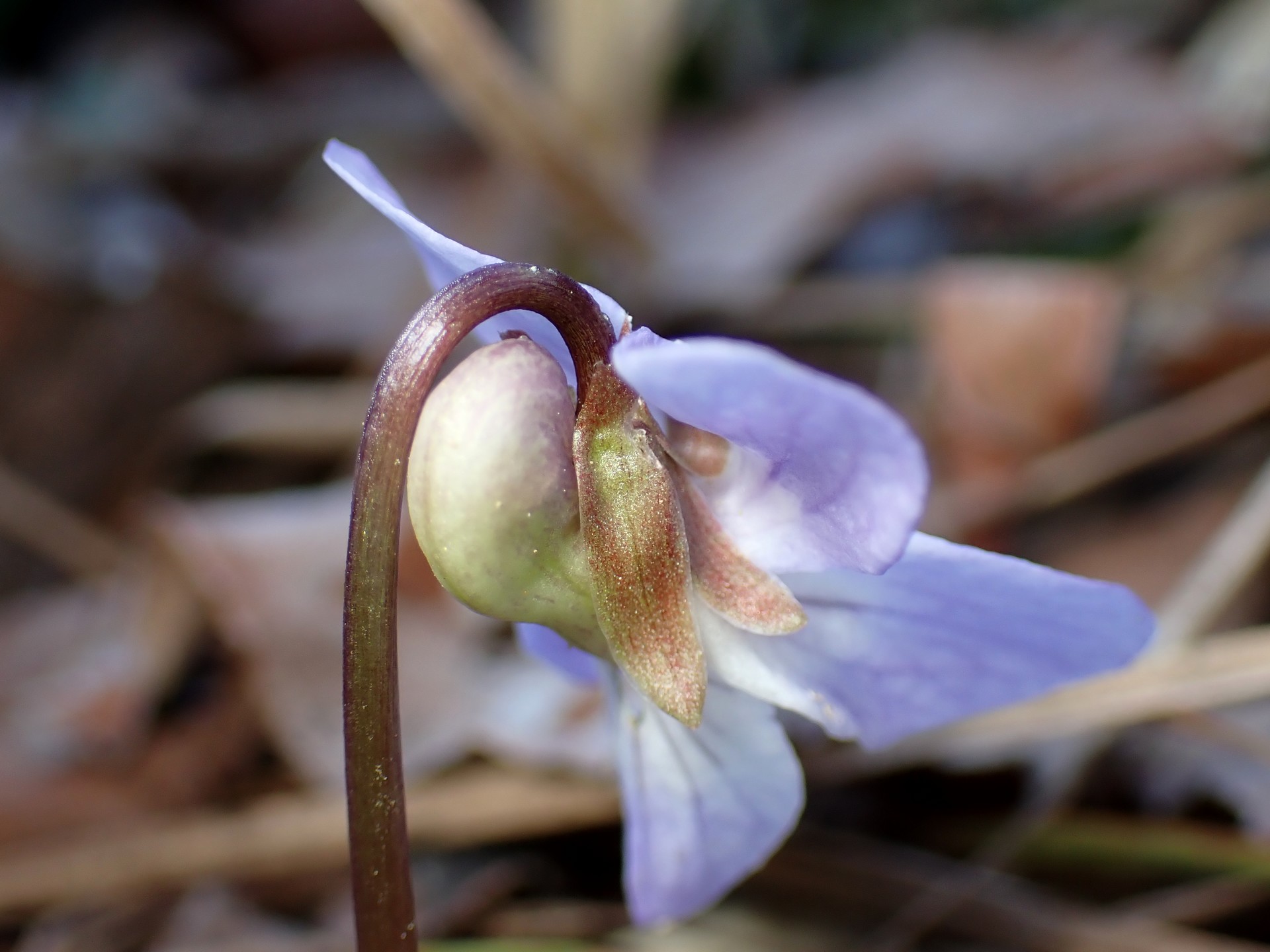 ナガバノスミレサイシン の高画質写真です。横浜市で、2025年3月17日に撮影したものです。