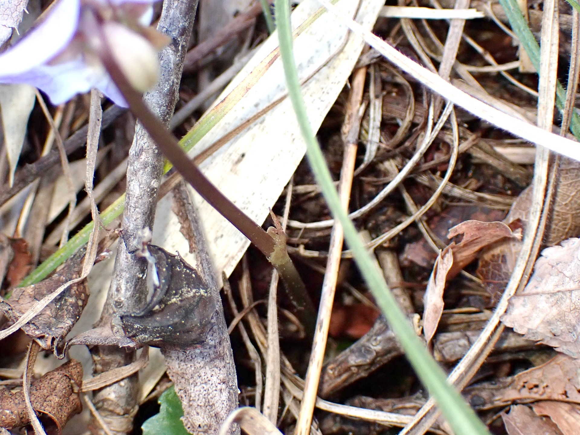 ナガバノスミレサイシン の高画質写真です。横浜市で、2025年3月17日に撮影したものです。