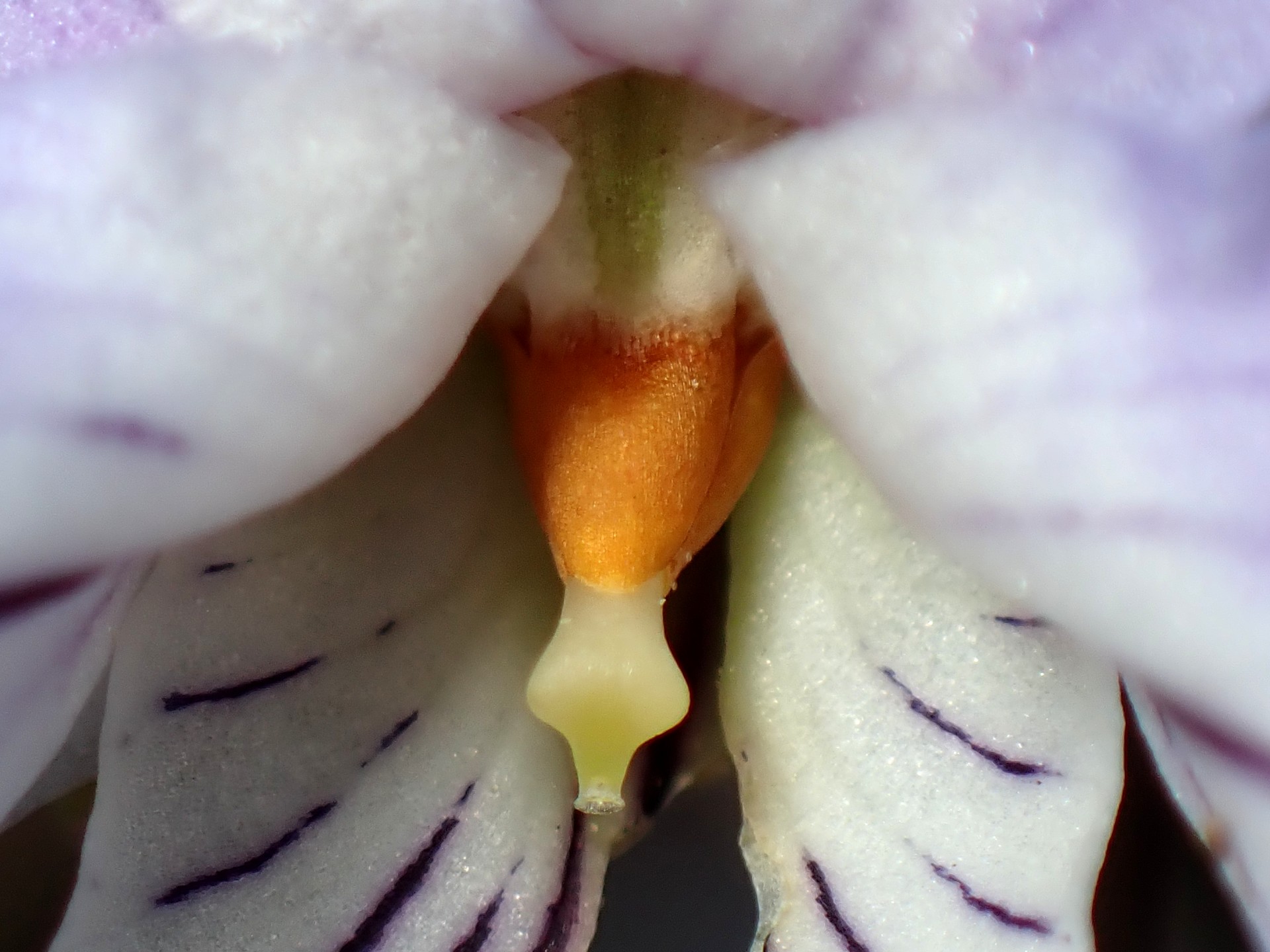 ナガバノスミレサイシン の高画質写真です。横浜市で、2025年3月17日に撮影したものです。