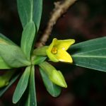 ナニワズ の高画質写真です。横浜市で、2025年3月4日に撮影したものです。