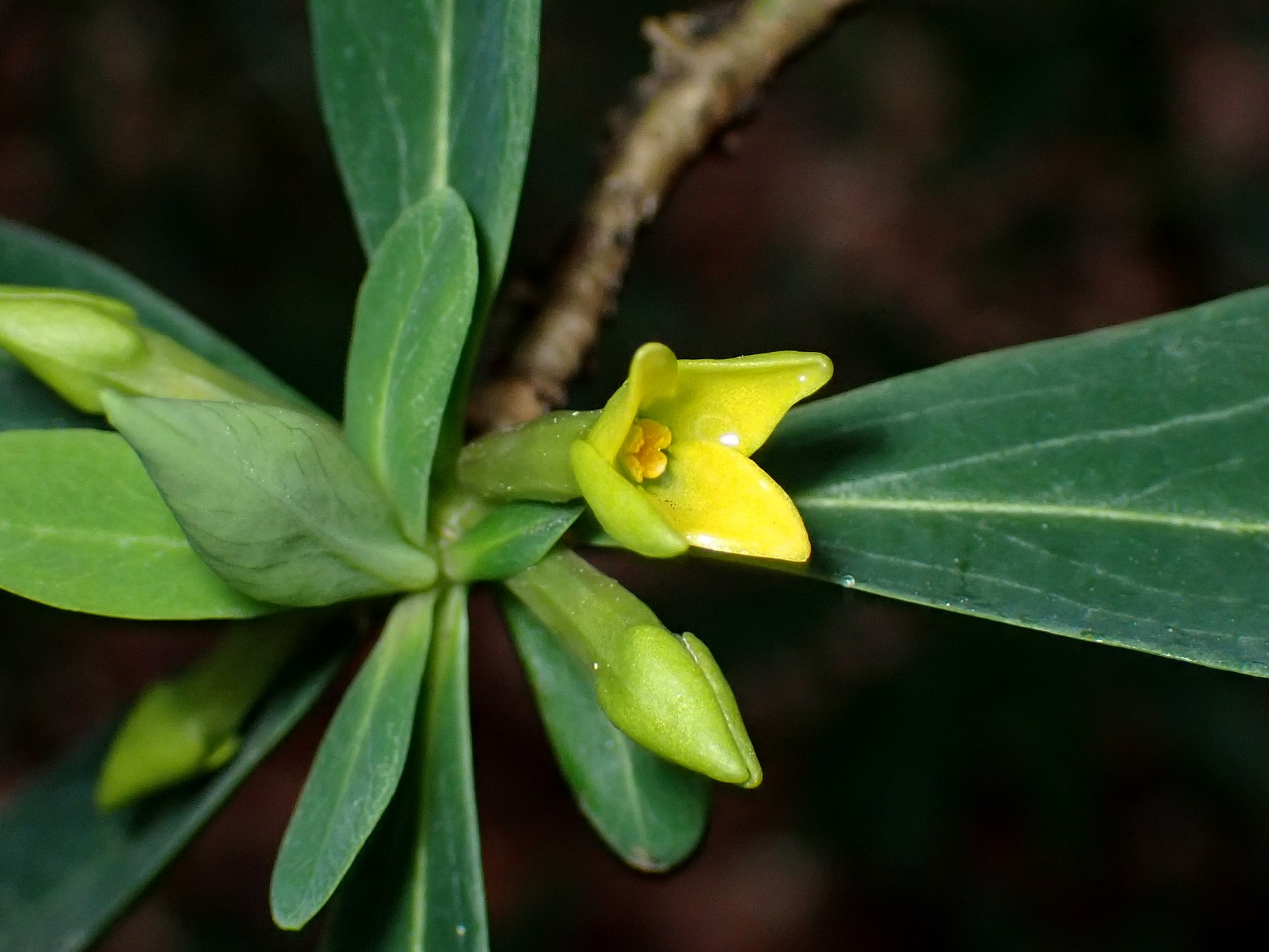 ナニワズ の高画質写真です。横浜市で、2025年3月4日に撮影したものです。