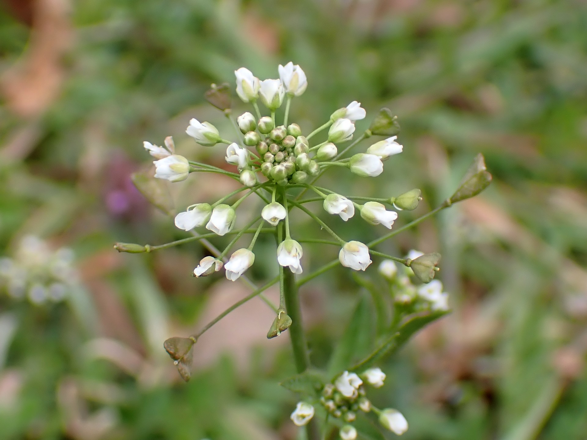 ナズナ の高画質写真です。横浜市で、2025年3月15日に撮影したものです。