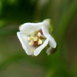 ナズナ の高画質写真です。横浜市で、2025年3月15日に撮影したものです。