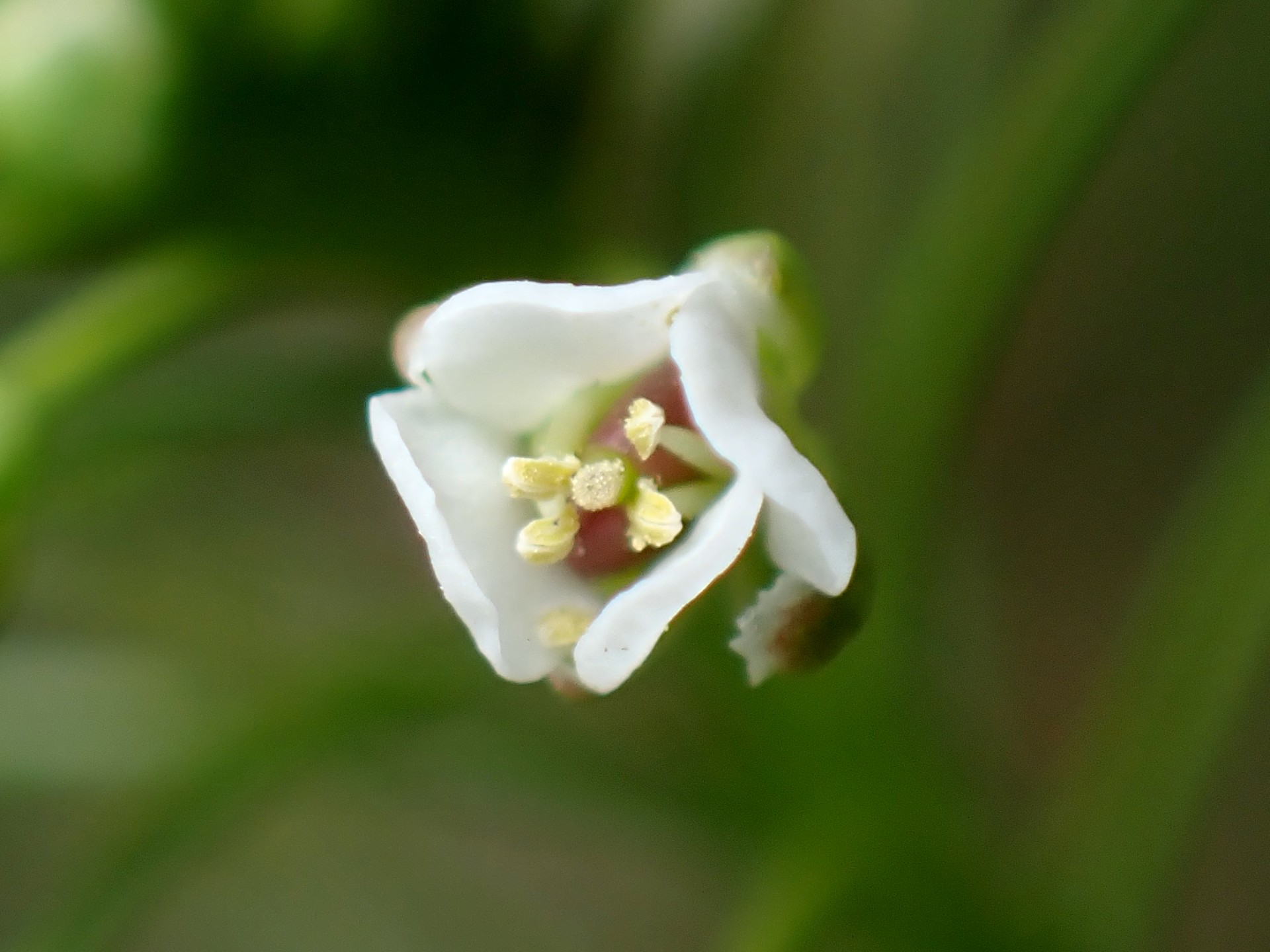 ナズナ の高画質写真です。横浜市で、2025年3月15日に撮影したものです。