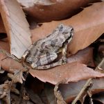 ニホンアマガエル の写真です。横浜市で、2025年3月24日に撮影したものです。