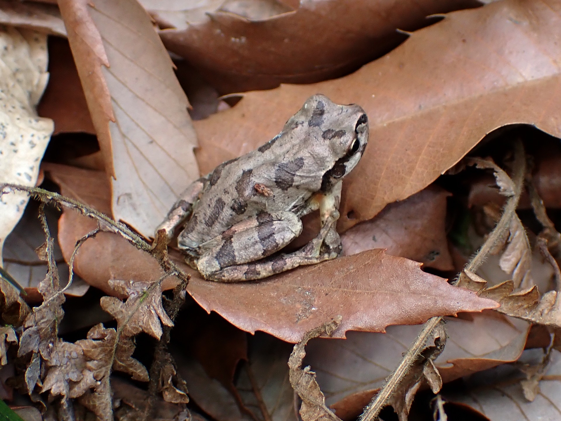 ニホンアマガエル の写真です。横浜市で、2025年3月24日に撮影したものです。