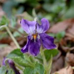 ニオイスミレ の高画質写真です。横浜市で、2025年3月1日に撮影したものです。