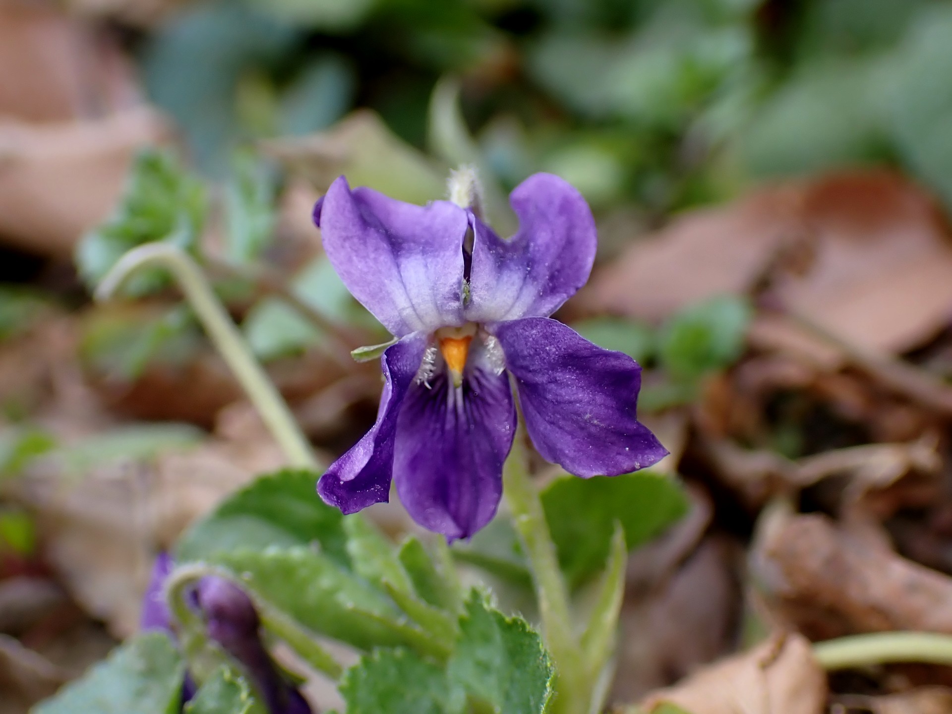 ニオイスミレ の高画質写真です。横浜市で、2025年3月1日に撮影したものです。