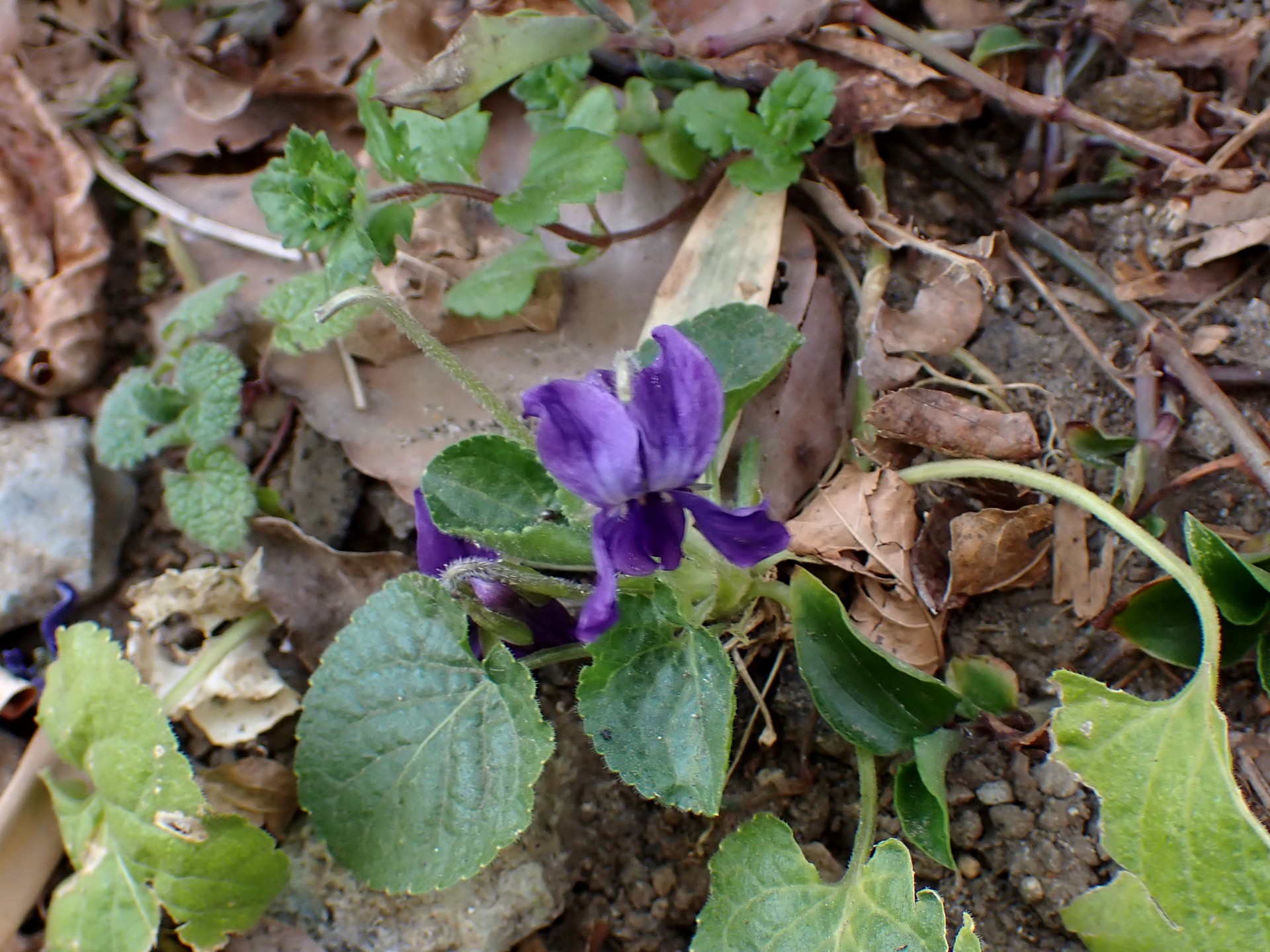 ニオイスミレ の高画質写真です。横浜市で、2025年3月1日に撮影したものです。