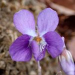 ニオイタチツボスミレ の写真です。横浜市で、2025年3月23日に撮影したものです。