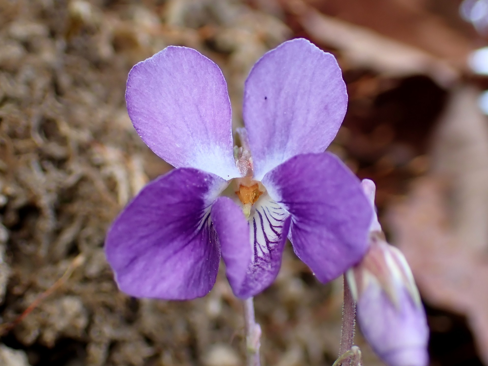 ニオイタチツボスミレ の写真です。横浜市で、2025年3月23日に撮影したものです。