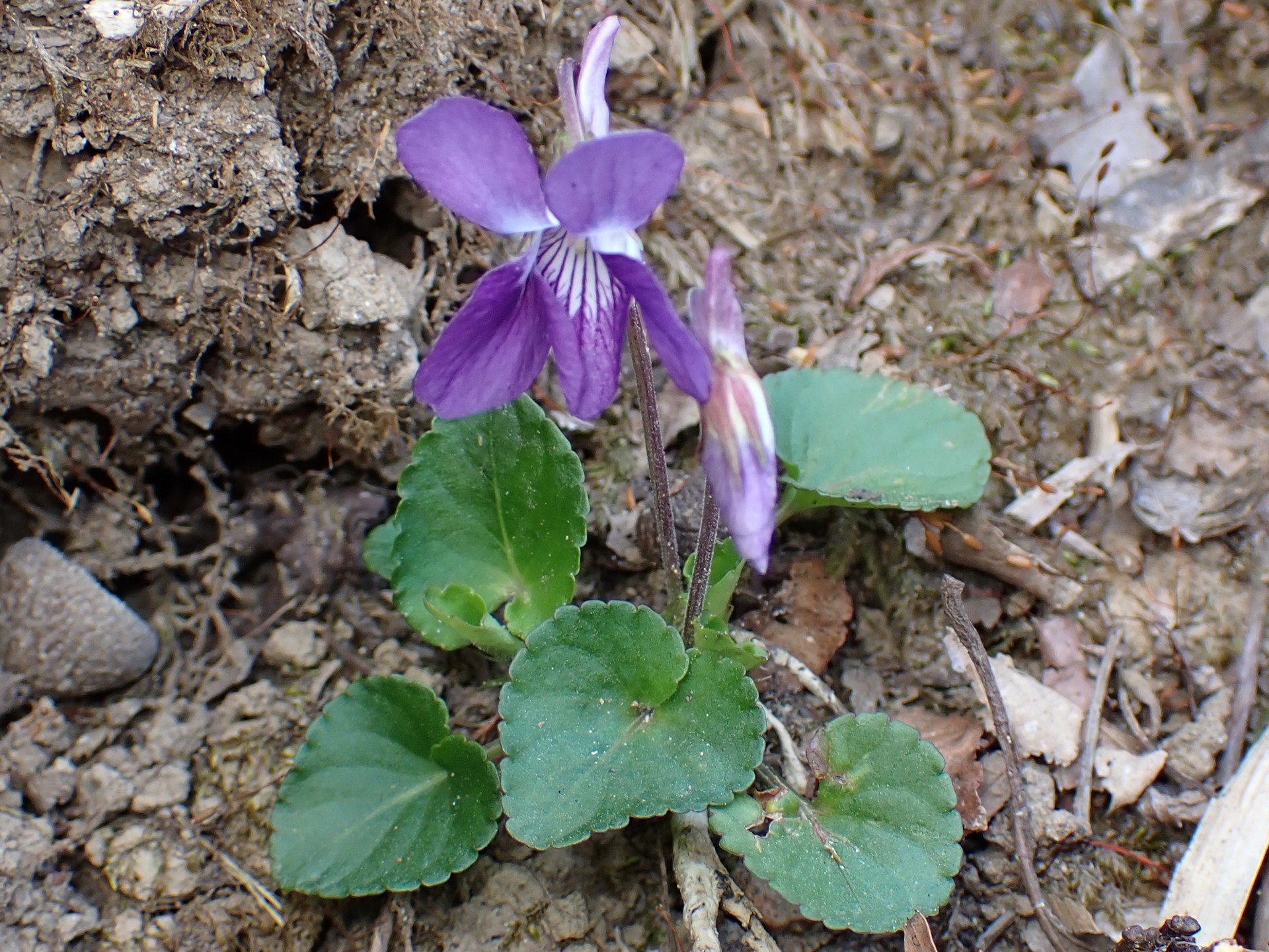 ニオイタチツボスミレ の写真です。横浜市で、2025年3月23日に撮影したものです。