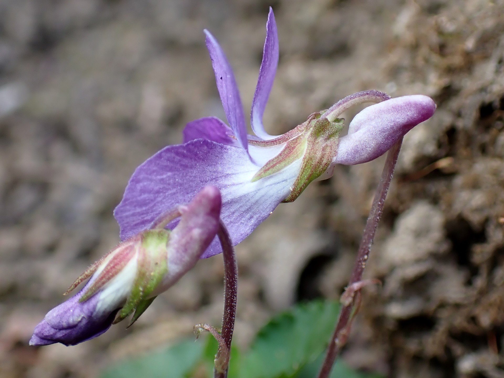 ニオイタチツボスミレ の写真です。横浜市で、2025年3月23日に撮影したものです。